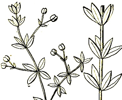 Galium bermudense