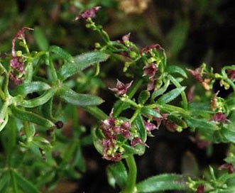 Galium bolanderi