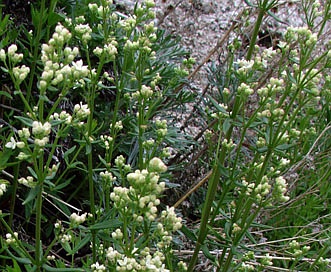 Galium boreale