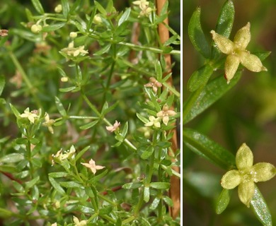 Galium divaricatum