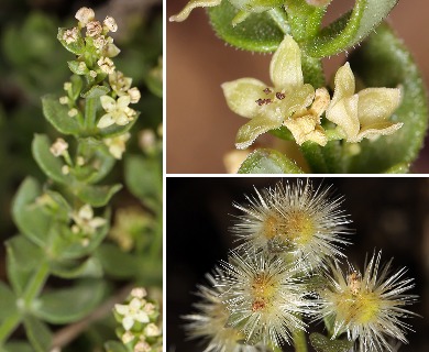 Galium glabrescens