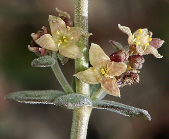 Galium grayanum