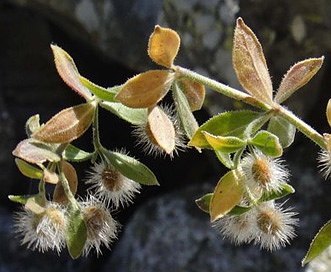 Galium hallii