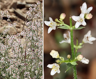 Galium hilendiae