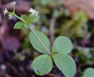 Galium kamtschaticum