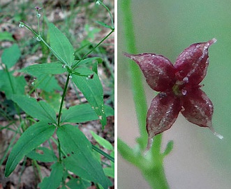 Galium lanceolatum