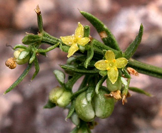 Galium microphyllum