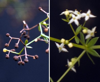 Galium mollugo