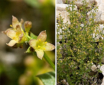 Galium multiflorum