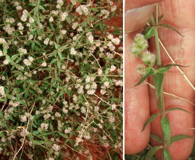 Galium munzii