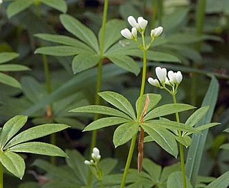 Galium odoratum