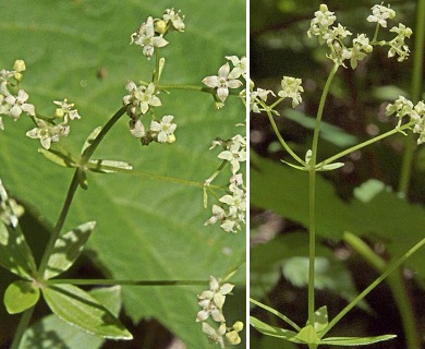 Galium oreganum