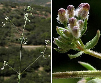 Galium parisiense