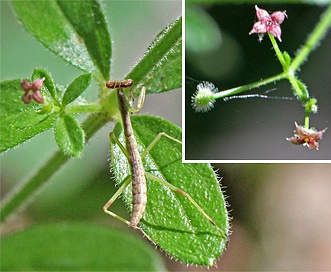 Galium pilosum