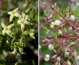 Galium porrigens