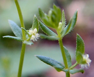 Galium proliferum