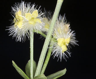 Galium serpenticum