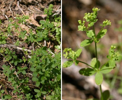 Galium sparsiflorum