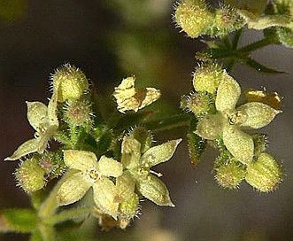 Galium stellatum