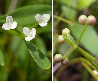 Galium tinctorium