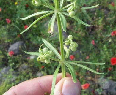 Galium tricornutum