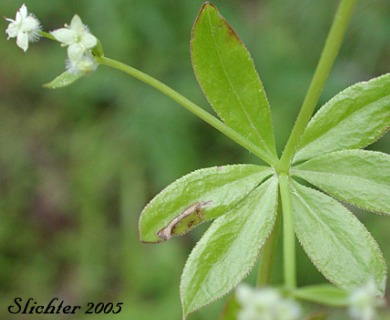 Galium triflorum