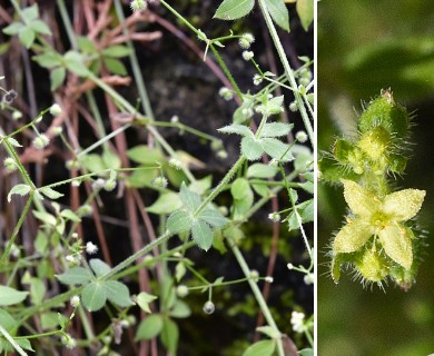 Galium uncinulatum