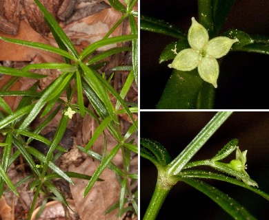 Galium uniflorum