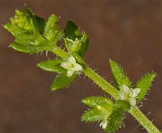 Galium virgatum