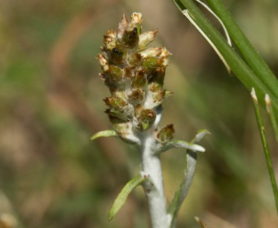 Gamochaeta argyrinea