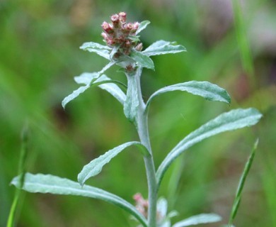 Gamochaeta purpurea