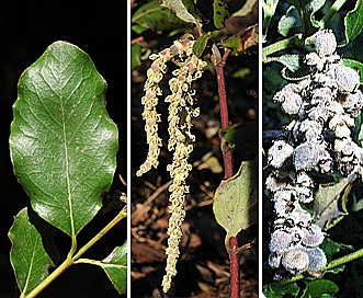 Garrya elliptica