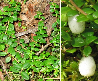 Gaultheria hispidula