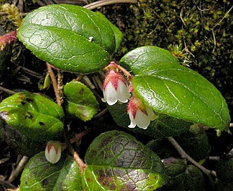 Gaultheria ovatifolia