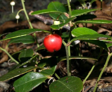 Gaultheria procumbens