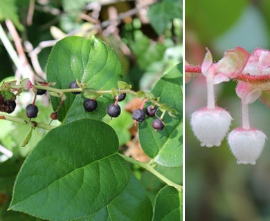 Gaultheria shallon