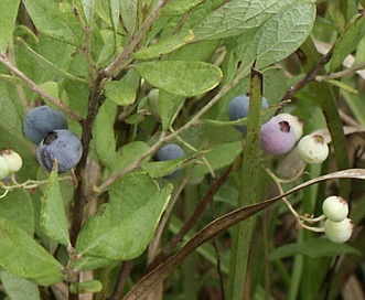 Gaylussacia frondosa