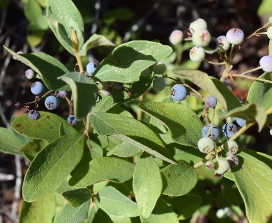 Gaylussacia tomentosa