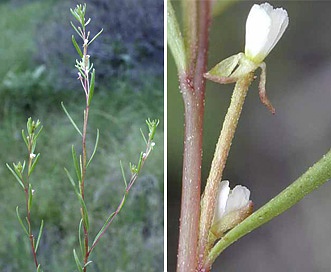 Gayophytum decipiens