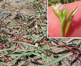 Gayophytum diffusum