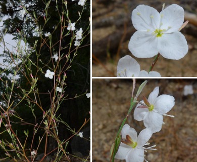 Gayophytum eriospermum