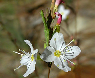 Gayophytum heterozygum