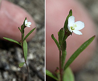 Gayophytum humile