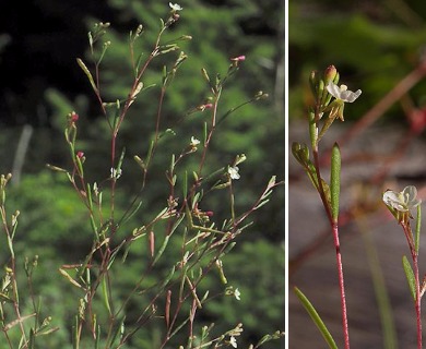 Gayophytum ramosissimum