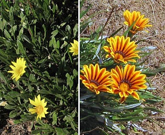 Gazania linearis