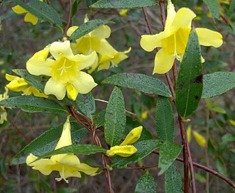 Gelsemium sempervirens