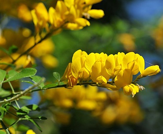 Genista canariensis