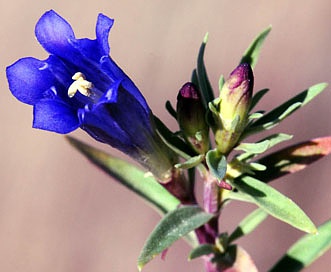 Gentiana affinis