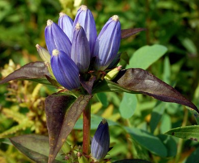 Gentiana andrewsii