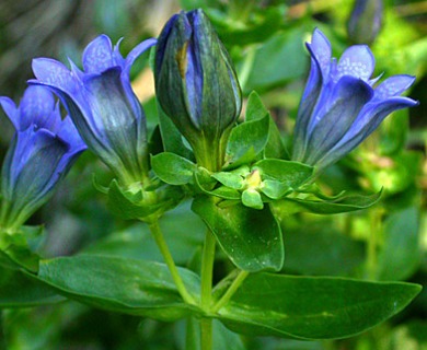 Gentiana calycosa